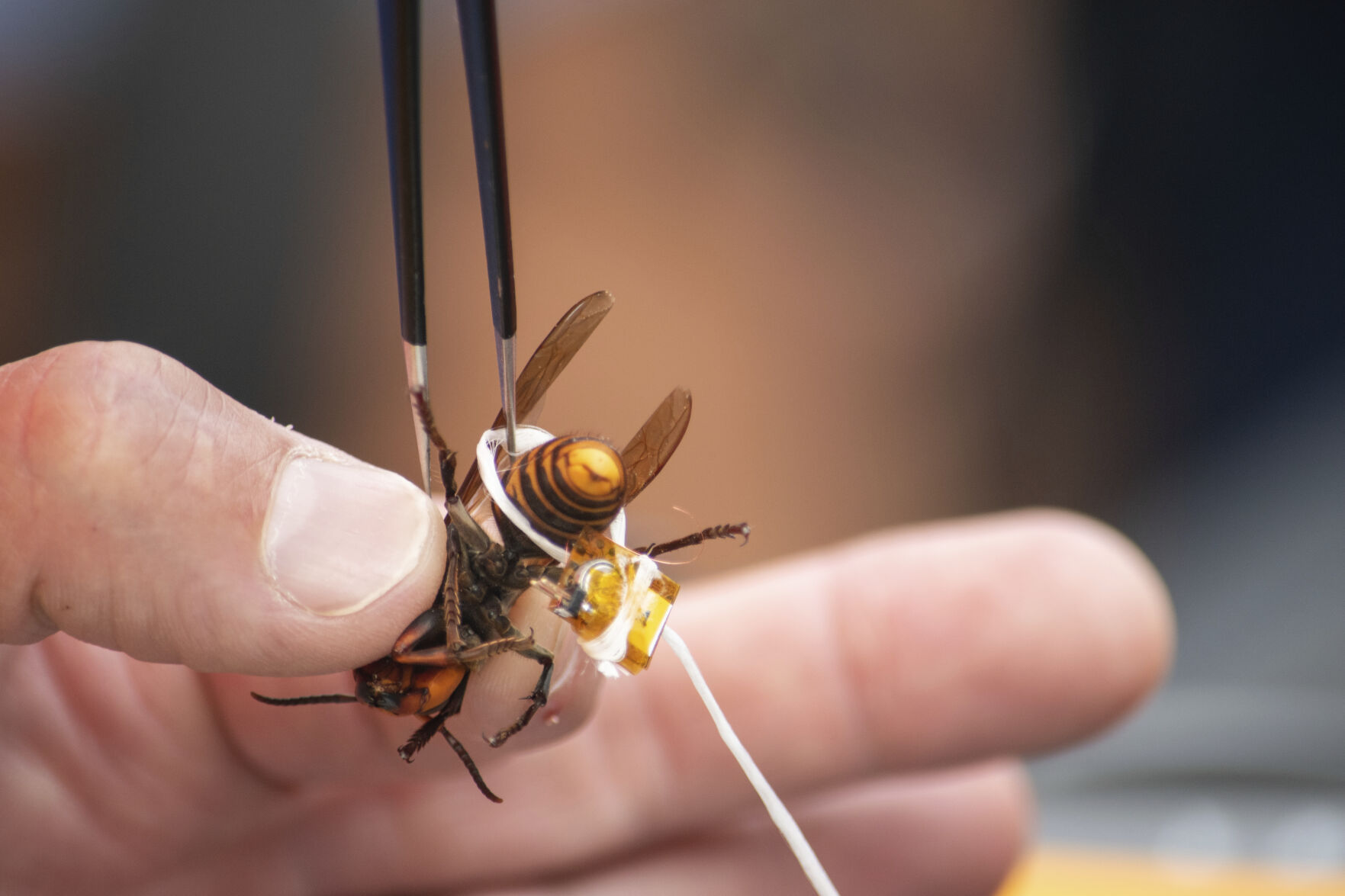Asian hornet